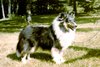 Selkirk Sherwood Beloved Selkirk Sherwood Beloved