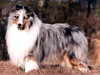 Waldenwood The Blue Laird
