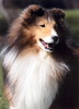 Bertlin Top Gun II Bertlin Top Gun II
