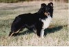 Brumby's Simply Irresistable Brumby's Simply Irresistable