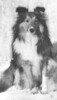 Sheltieland Kiltie O'Sea Isle Sheltieland Kiltie O'Sea Isle