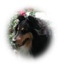 Mikasa's Holly Belle Mikasa's Holly Belle