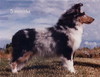 Clan Duncan Puff of Smoke Clan Duncan Puff of Smoke