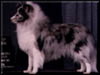 Miqelon Shilo Silver Miqelon Shilo Silver