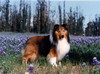 Barwoods Storyteller Barwoods Storyteller