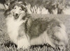Linden Lucky Acres Golden Gem Linden Lucky Acres Golden Gem