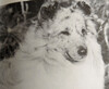 Moonshine's Silver Bullet