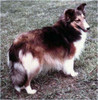 Vanity Fair Of Carmylie