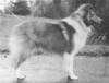 Kawartha's Cameo Fair Belle