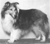 Kawartha's Mr. Alpha