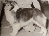 Jernic's Holiday Cheer