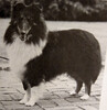 Ridgeside Catamount Carioca
