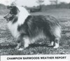 Barwoods Weather Report