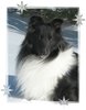 Aberdale Halcyon Windwalker