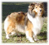 Tavendale's Tartan Playgirl