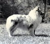 Clan Duncan Sheer Silver