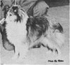 Marjan's Debutante Of Waljon