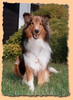 Lochinvar's Golden Dustan