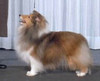 Sunbriar's Dreamboat Annie