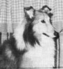 Sunnydell Sea Wolf