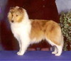 Beaucourts Silverngold Classic