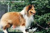 Little Tree Gentle Ben