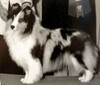 Shulale Victoria
