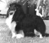 Starhaven's Black Fame