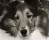 Gairloch's Midnight Playgirl