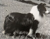 Waldenwood Black Nebula