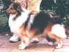 Nantiki Cutie Bootie