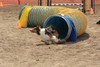 Hyperhounds Capture The Moment