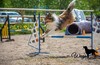 Hyperhounds The Mighty Quinn