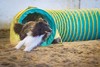 Hyperhounds Flying Cricket