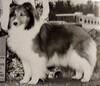 Fran-Dor's Kelcie