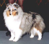 Cataway Jade Mist S'No Illusion