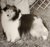 Cataway Selwyn Charisma