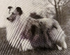 Marwal Annie Laurie