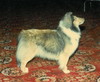 Fairtrade Brae Carel Starlet