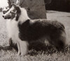 Clan Chattan Sable Citation