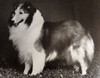 Canterbury's Ruffian