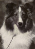 Merridon's Jolie Of Connemara