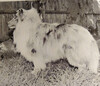 Oakleaf Steela Commotion