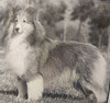 Trelane Woodwyn Sarah Ann