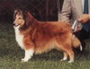 Terian's Amber Fair