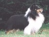 Imperial Aberdale Bold Image
