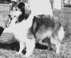 Lobo Dell Suzanne O'Wil-Wal