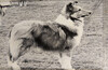 Severn Spellbinder - Sheltie Special