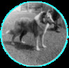 Ch Lady Precious O' Page's Hill