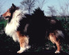 3 years old, candid photo, not groomed